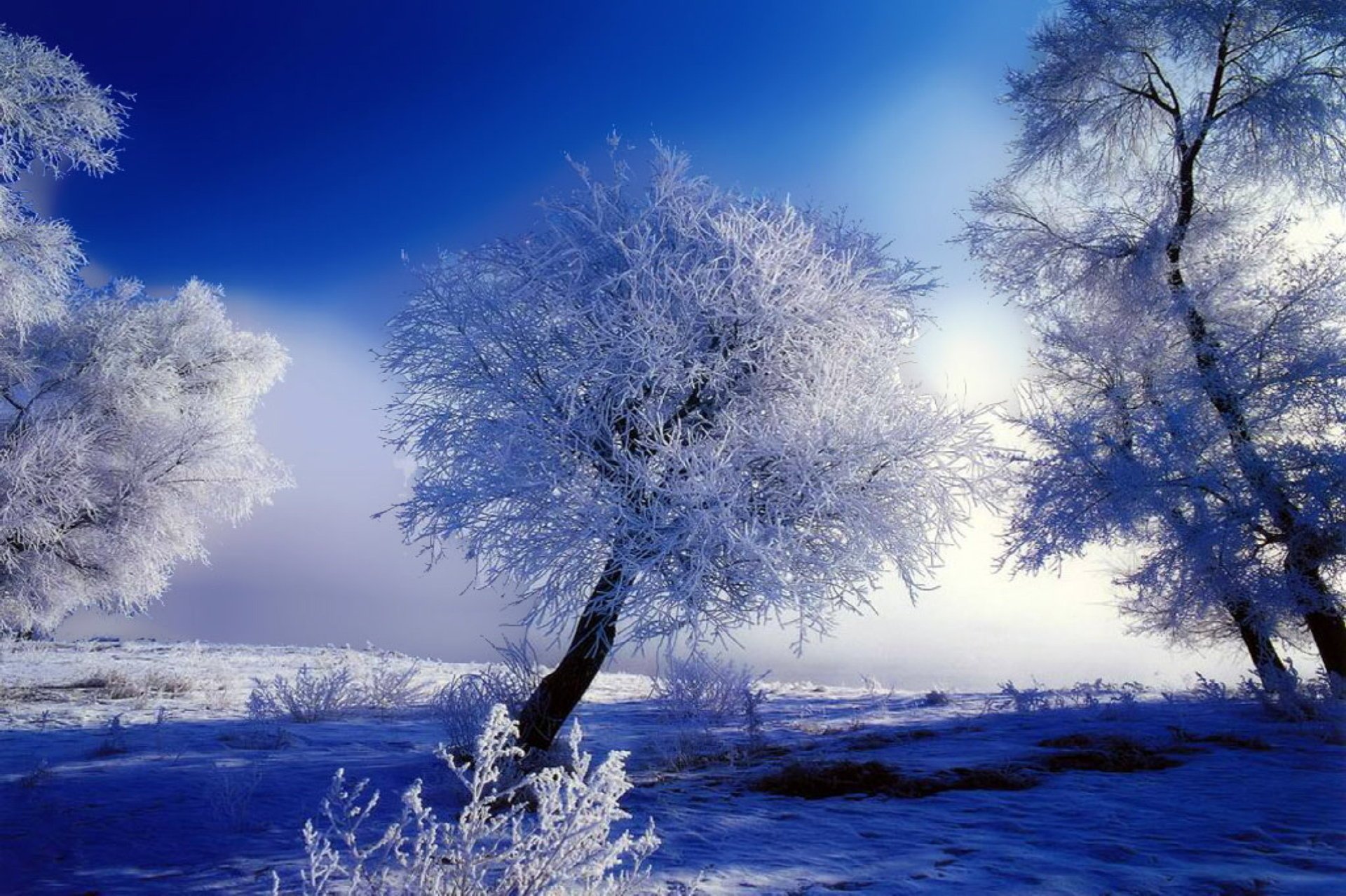 winter trees frost snow blue white