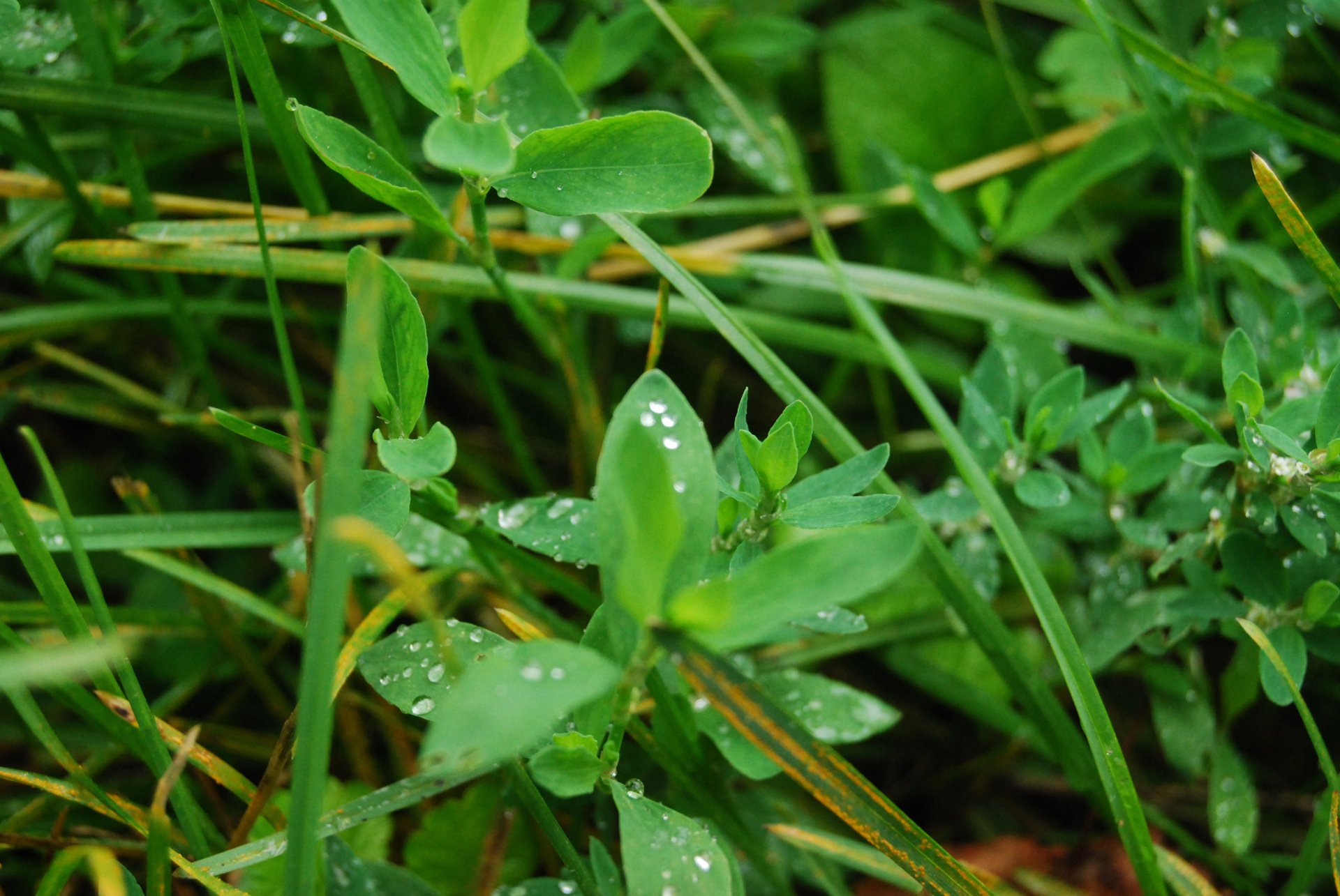 hierba verde naturaleza macro rocío mañana