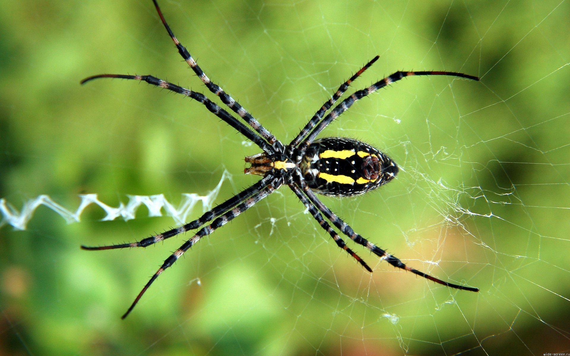 spinne makro grüner hintergrund spinnennetz