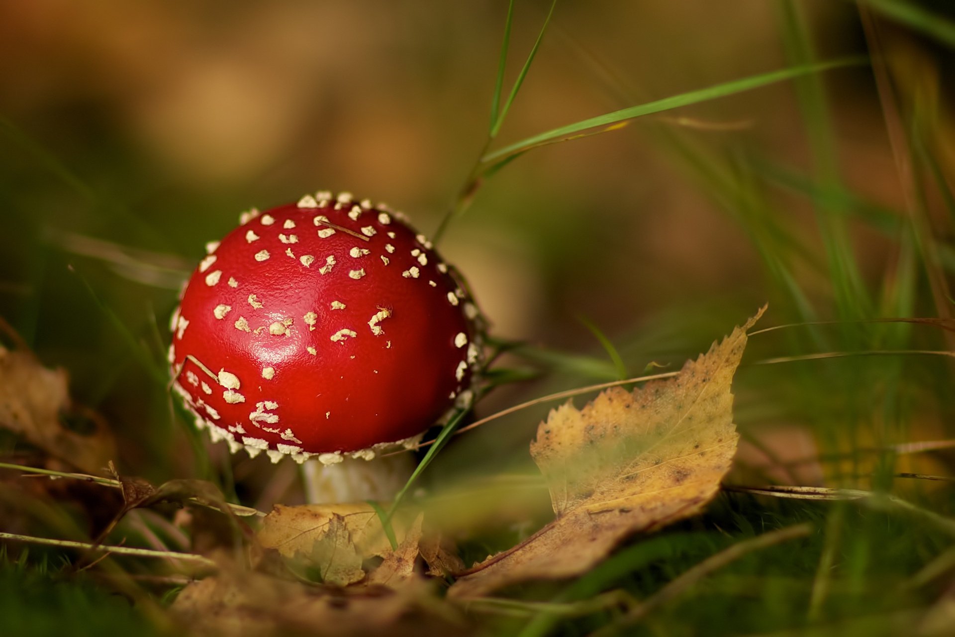 fungo foglie erba autunno amanita bokeh