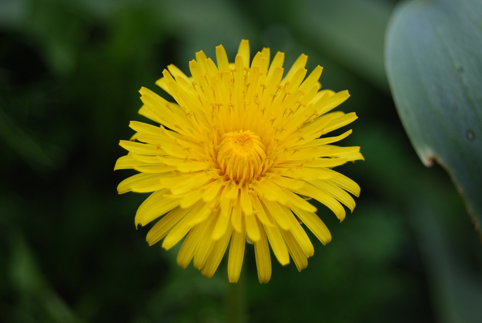 flor amarillo macro