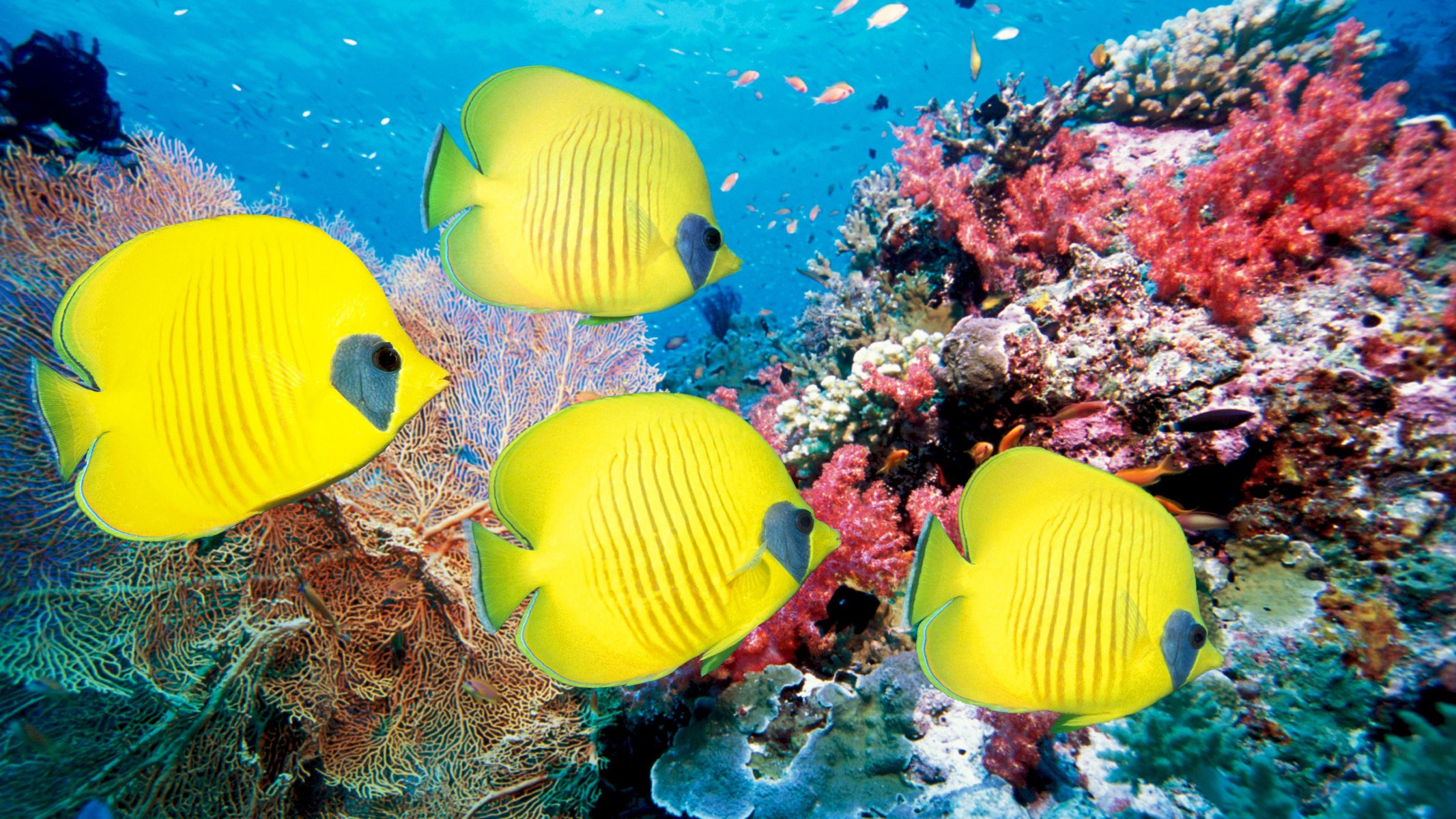 underwater world corals sea fish fish