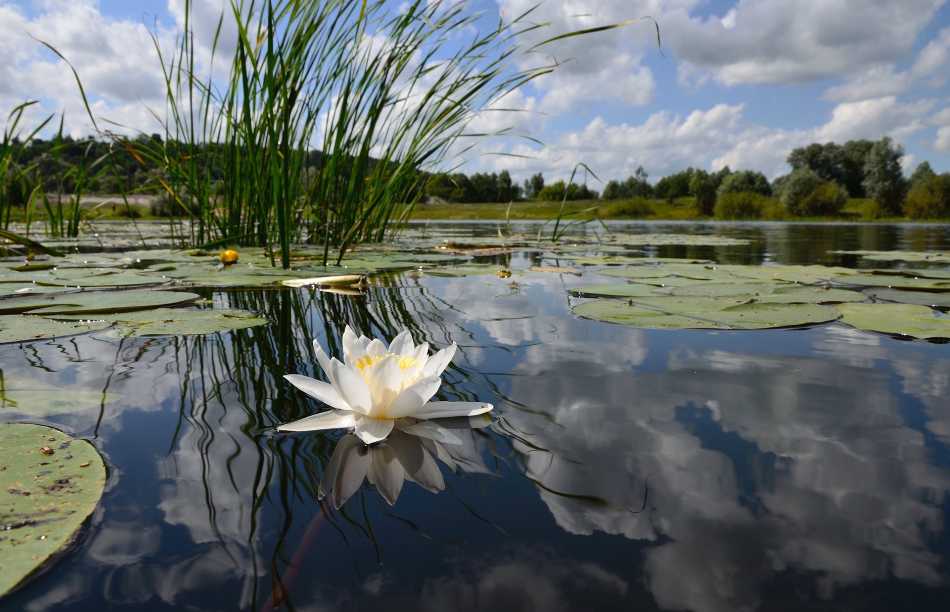 lake reflection pond lily white surface