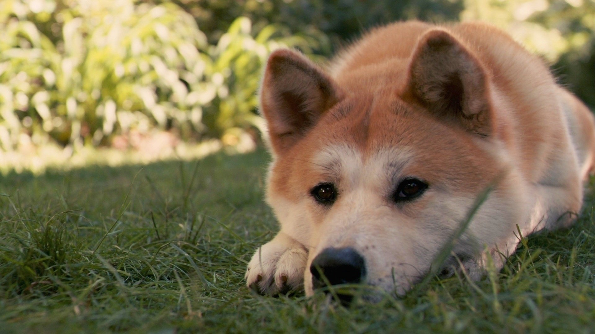 hachiko gras hund