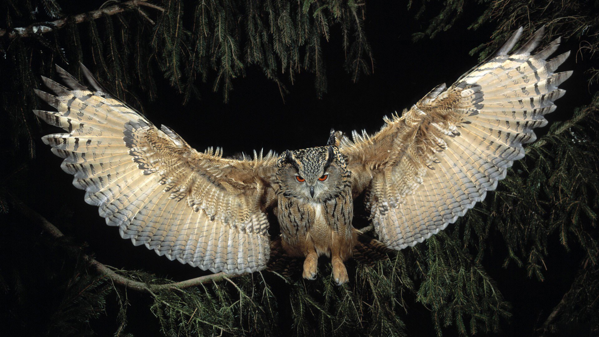 bird owl night wings flight