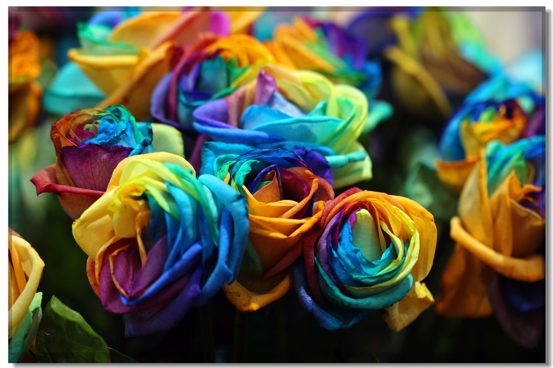 flores multicolores creativing rosas