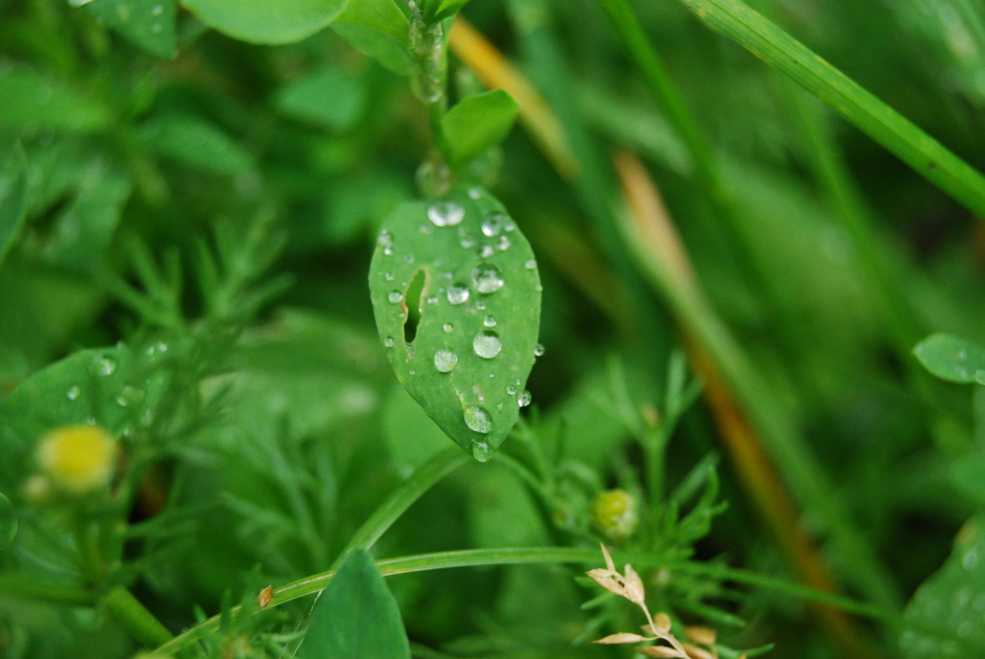 natur blätter grün tau gras morgen