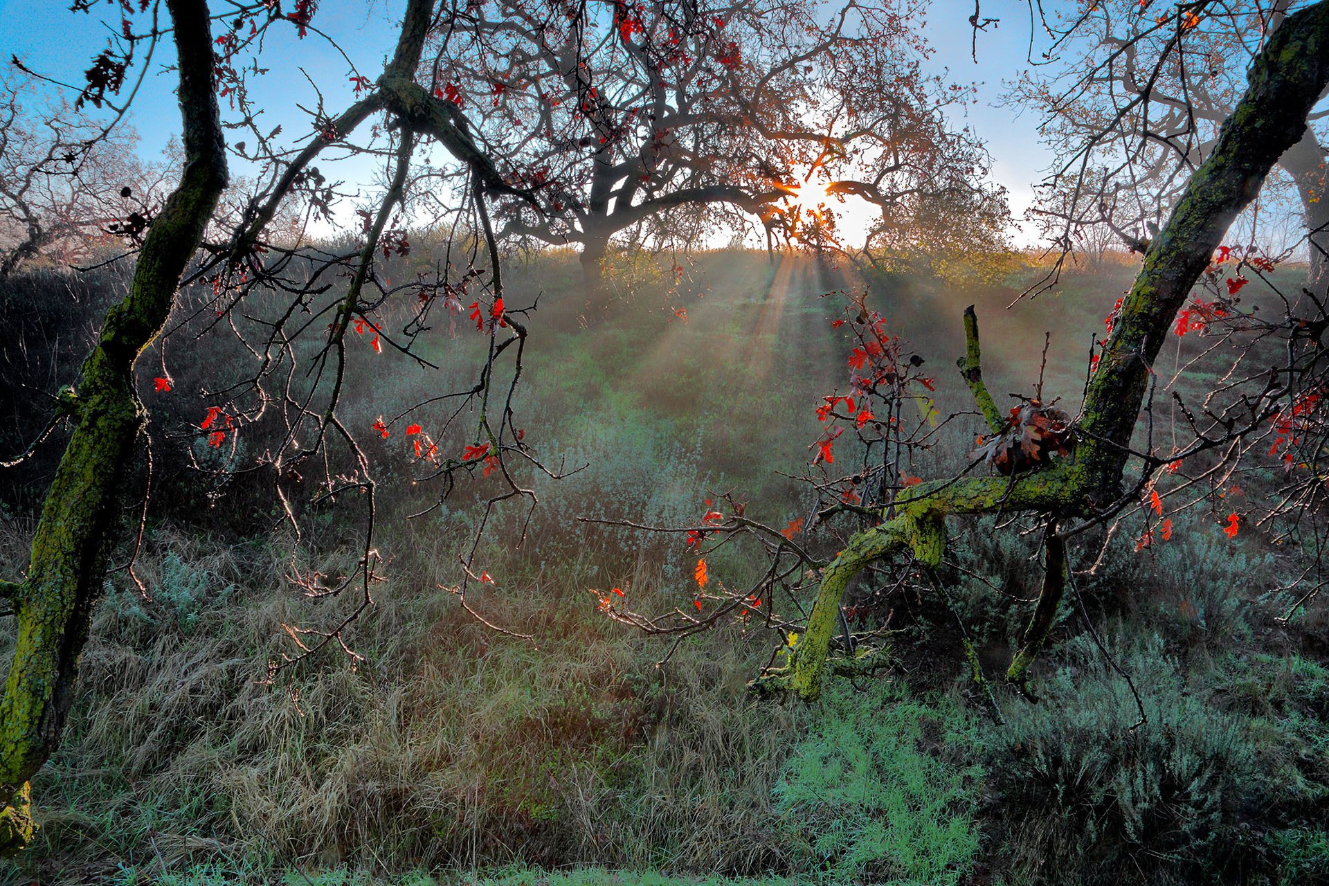 natur sonne zweige herbst