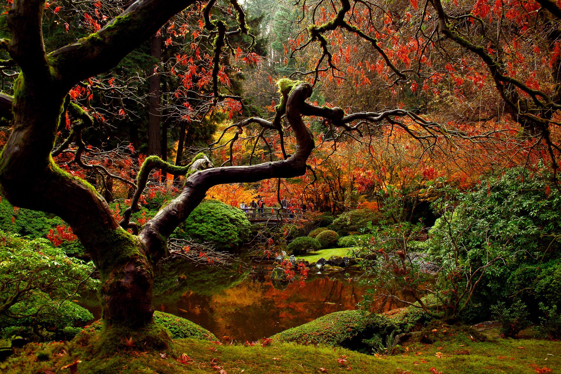 natur brücke menschen garten herbst park japanisch