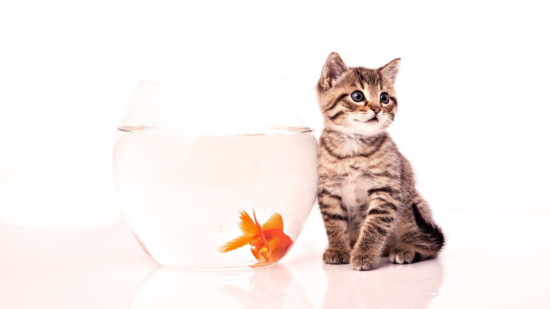 kitty aquarium fish