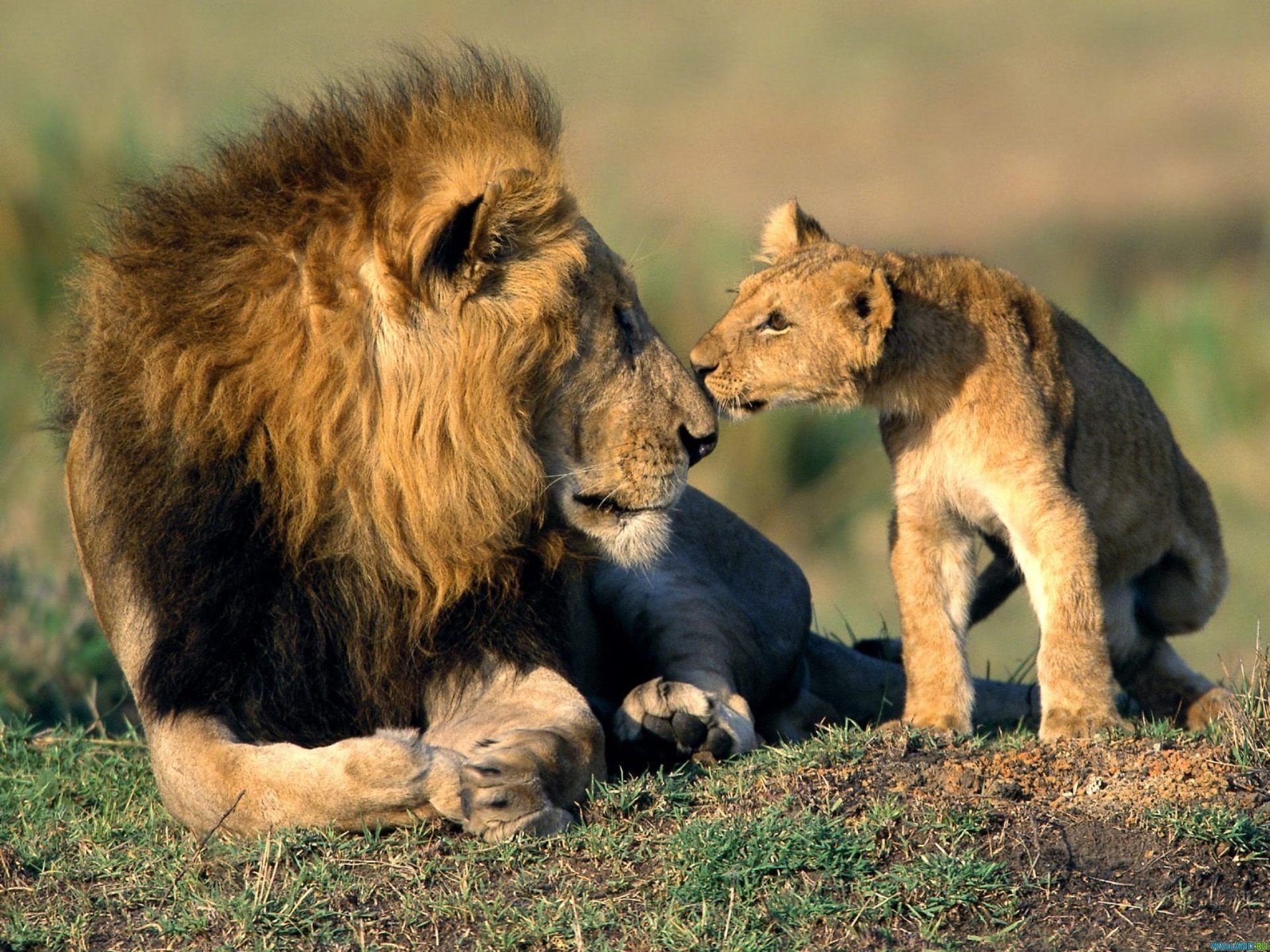 löwe katzen tiere tapete sohn vater nase vater löwe