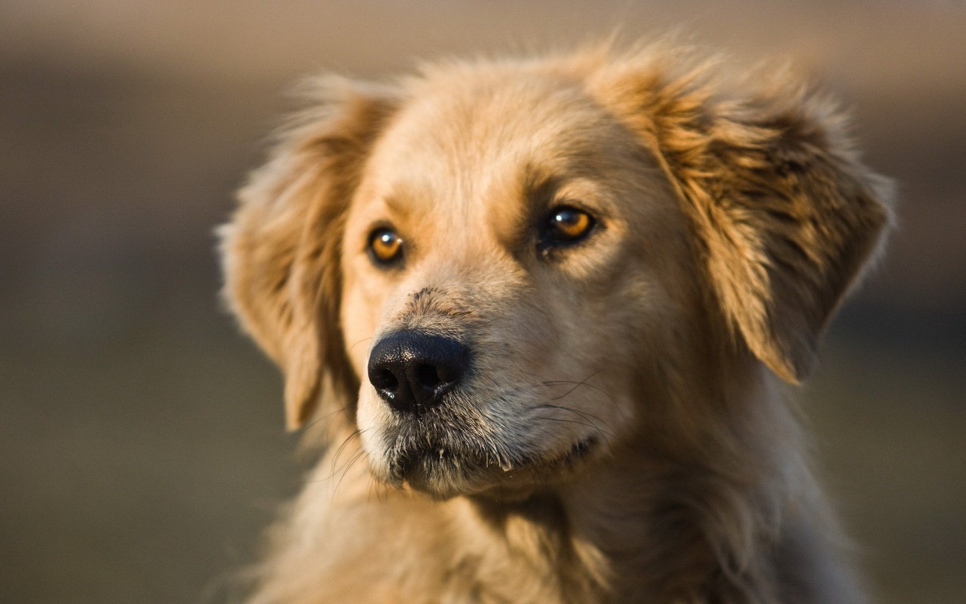 cane amico sguardo