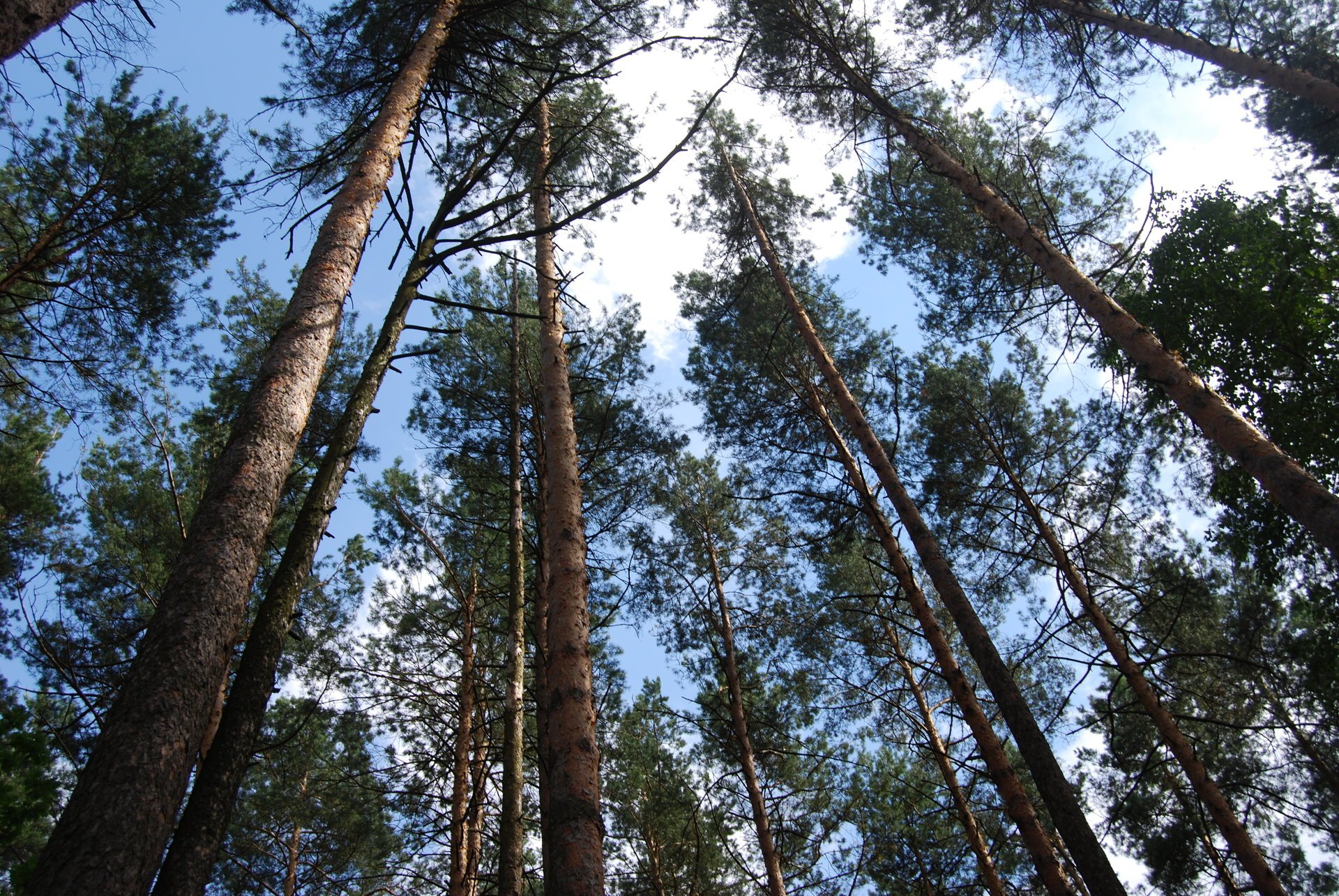 alberi foresta cielo pino natura