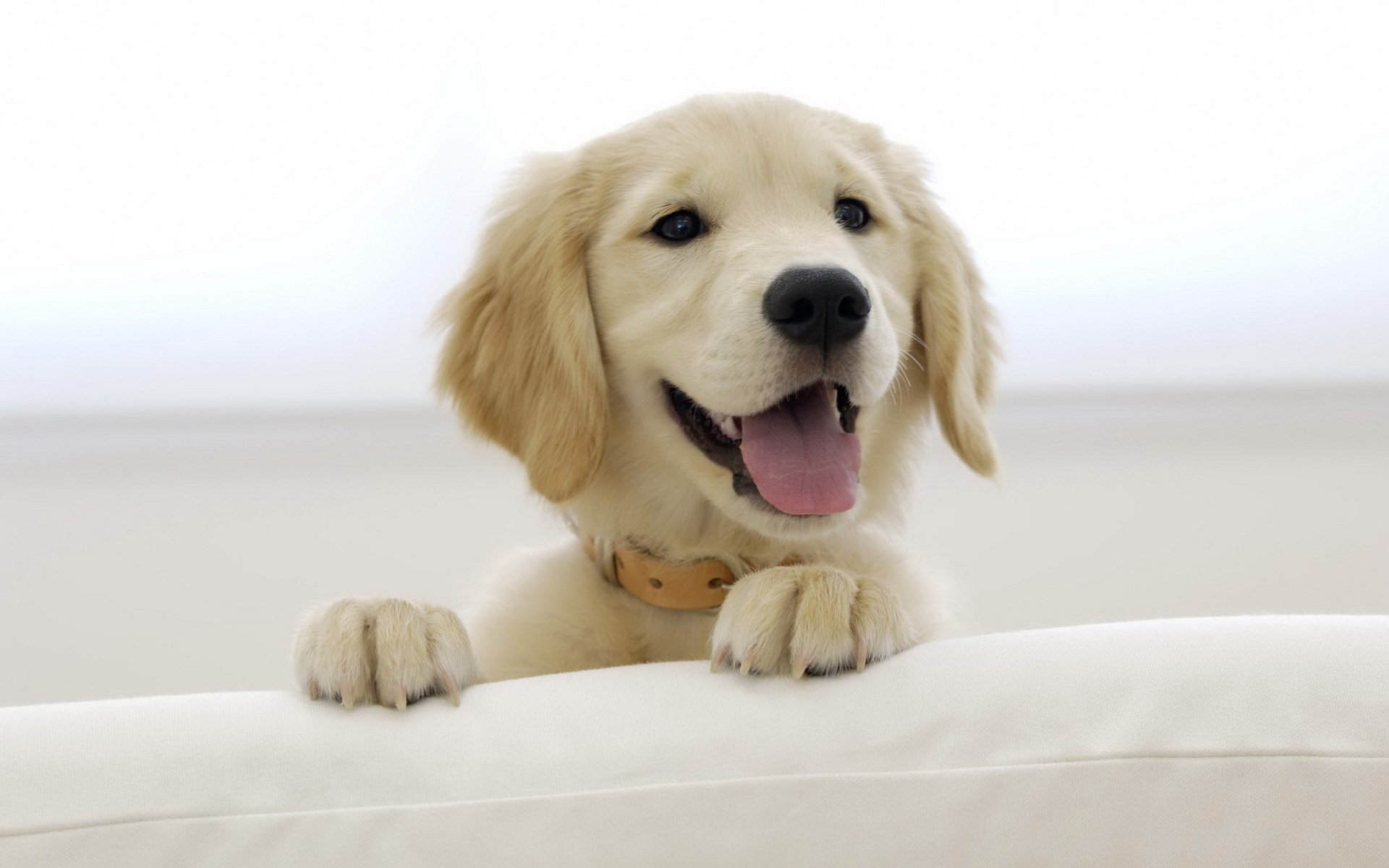 puppy labrador retriever legs muzzle