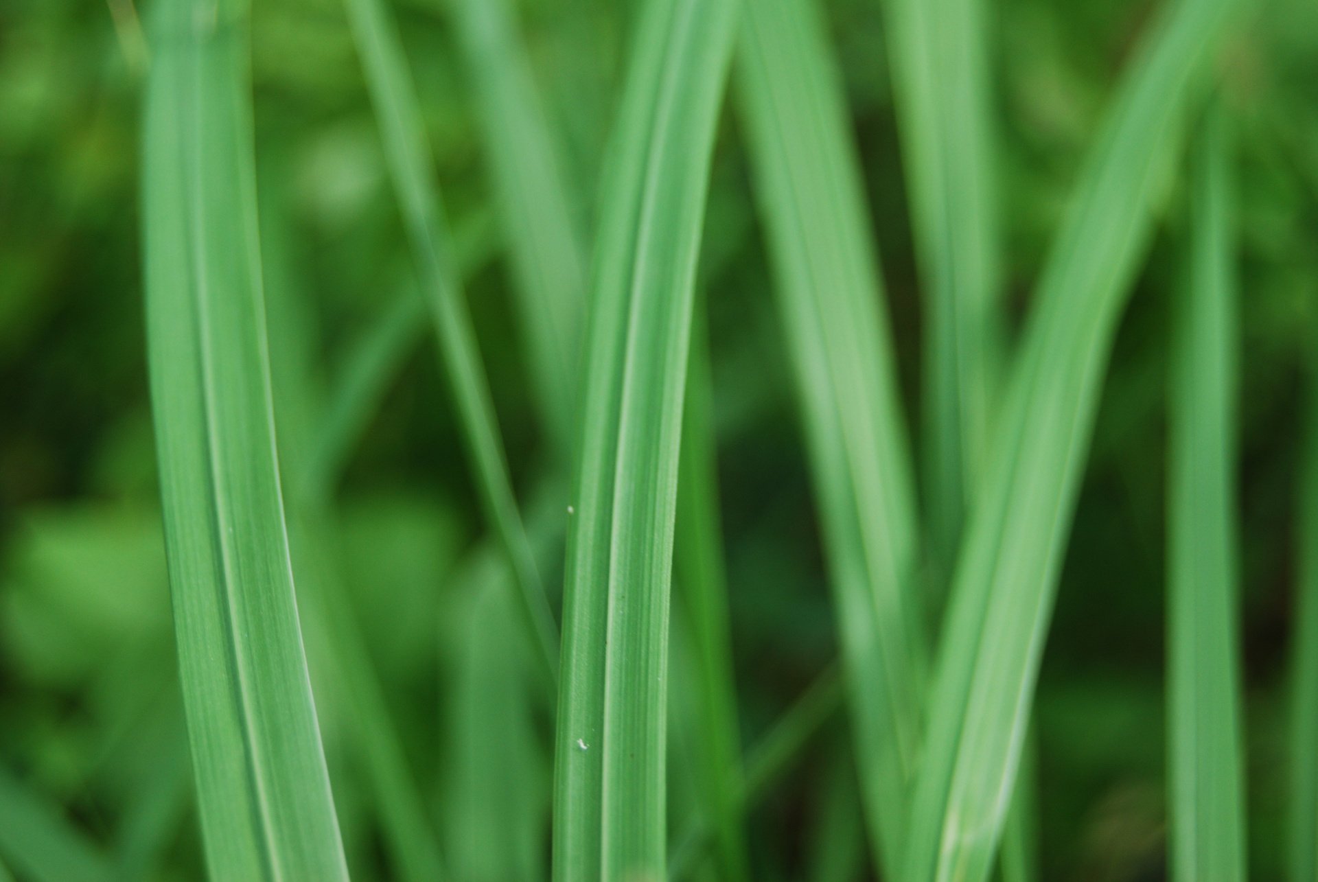 gras grüns natur makro