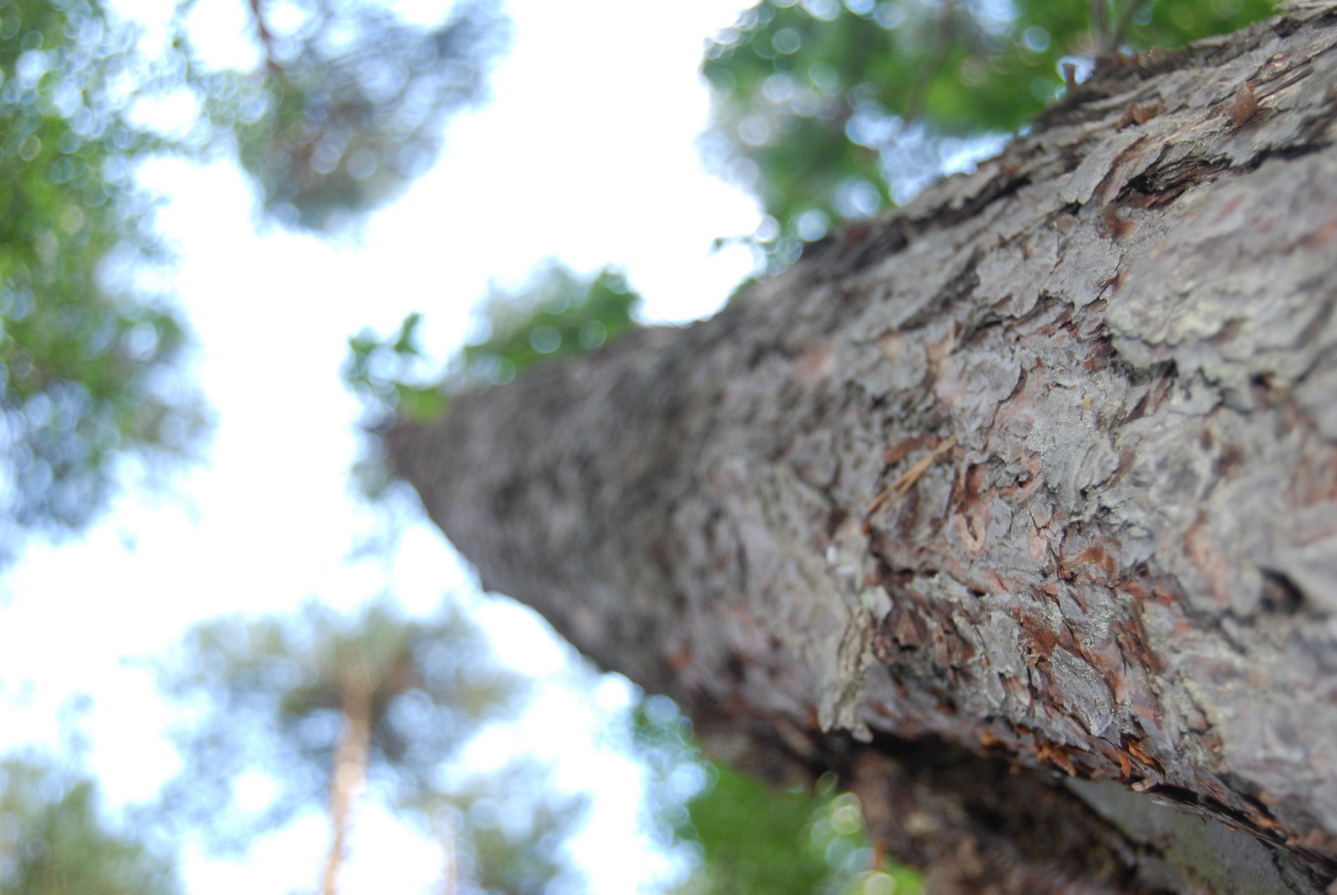 foresta alberi cielo natura