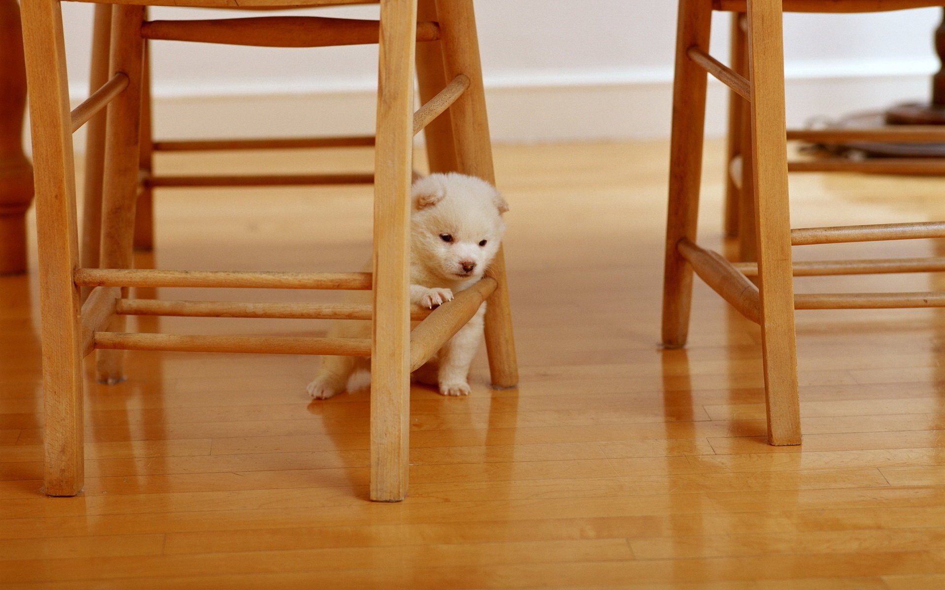 situaciones sillas animales perro silla perrito