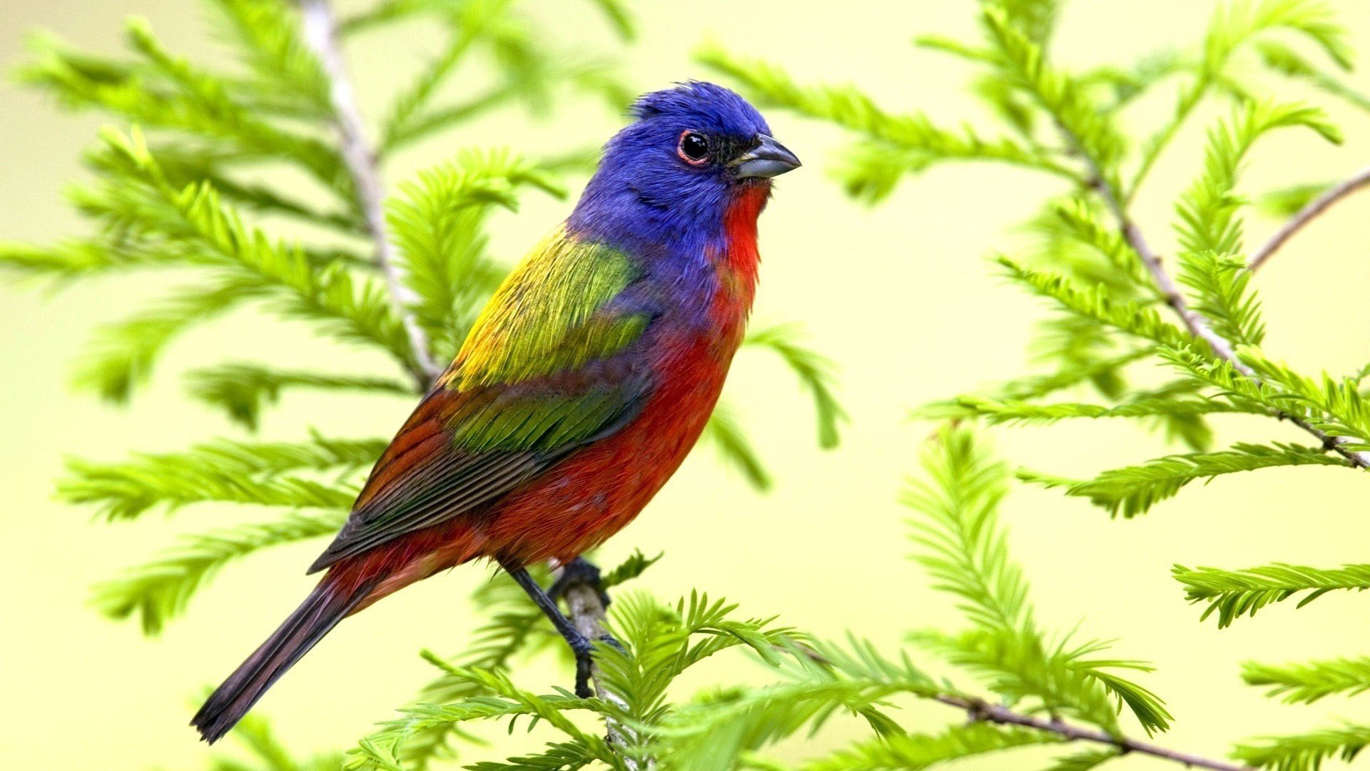 uccello oca natura zio vasya tit albero di natale