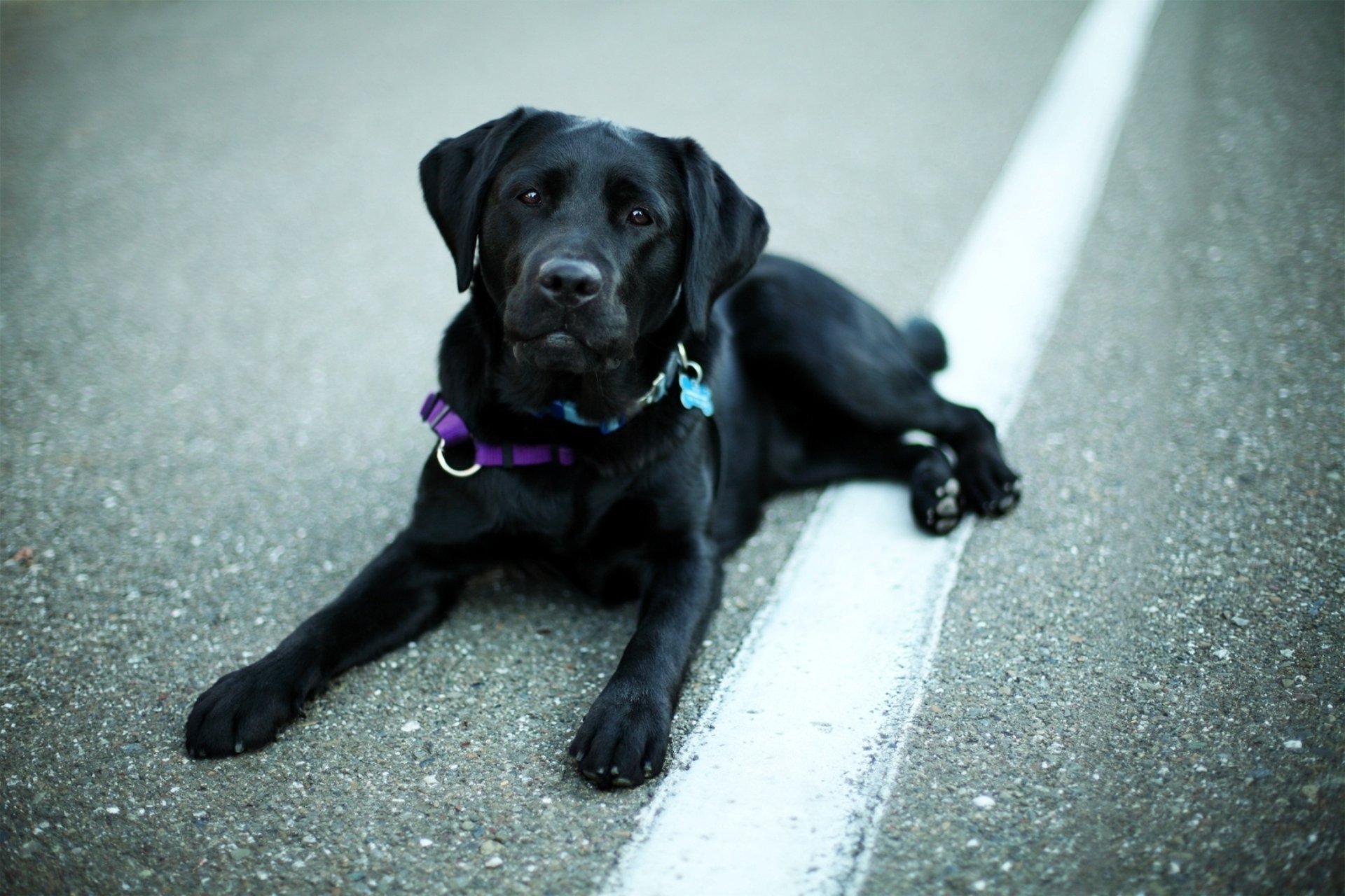 pies oczy czarny pysk pies labrador retriever