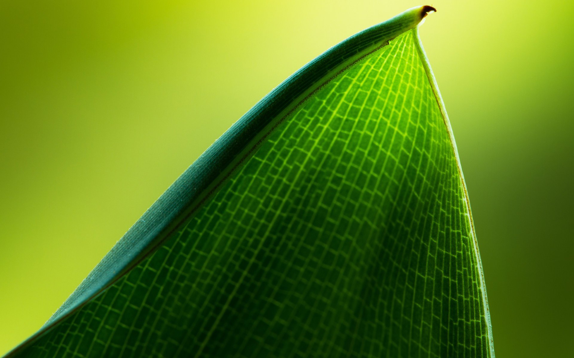 hoja hermosa macro