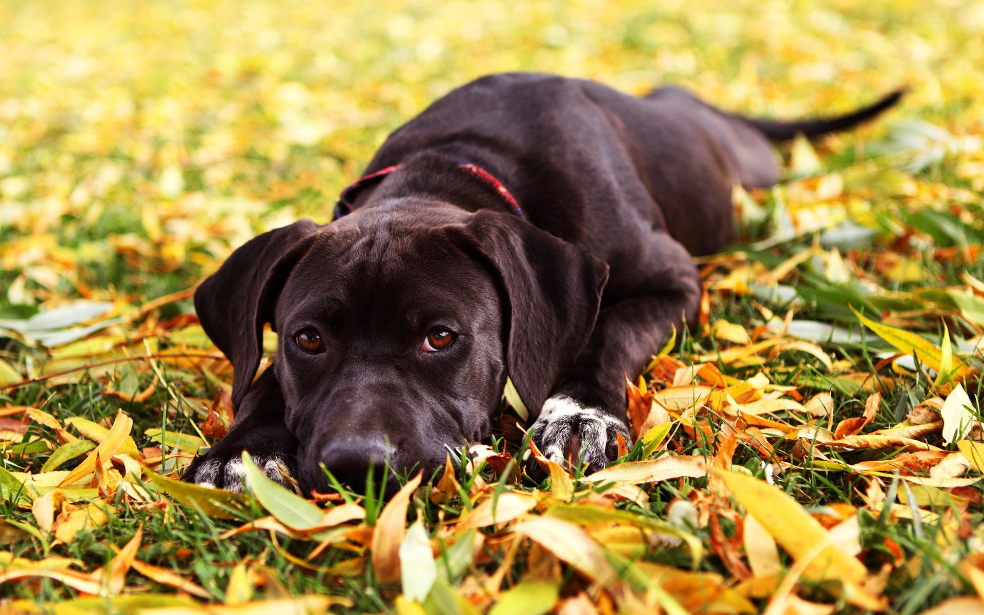 perro otoño hierba hojas maya mirada