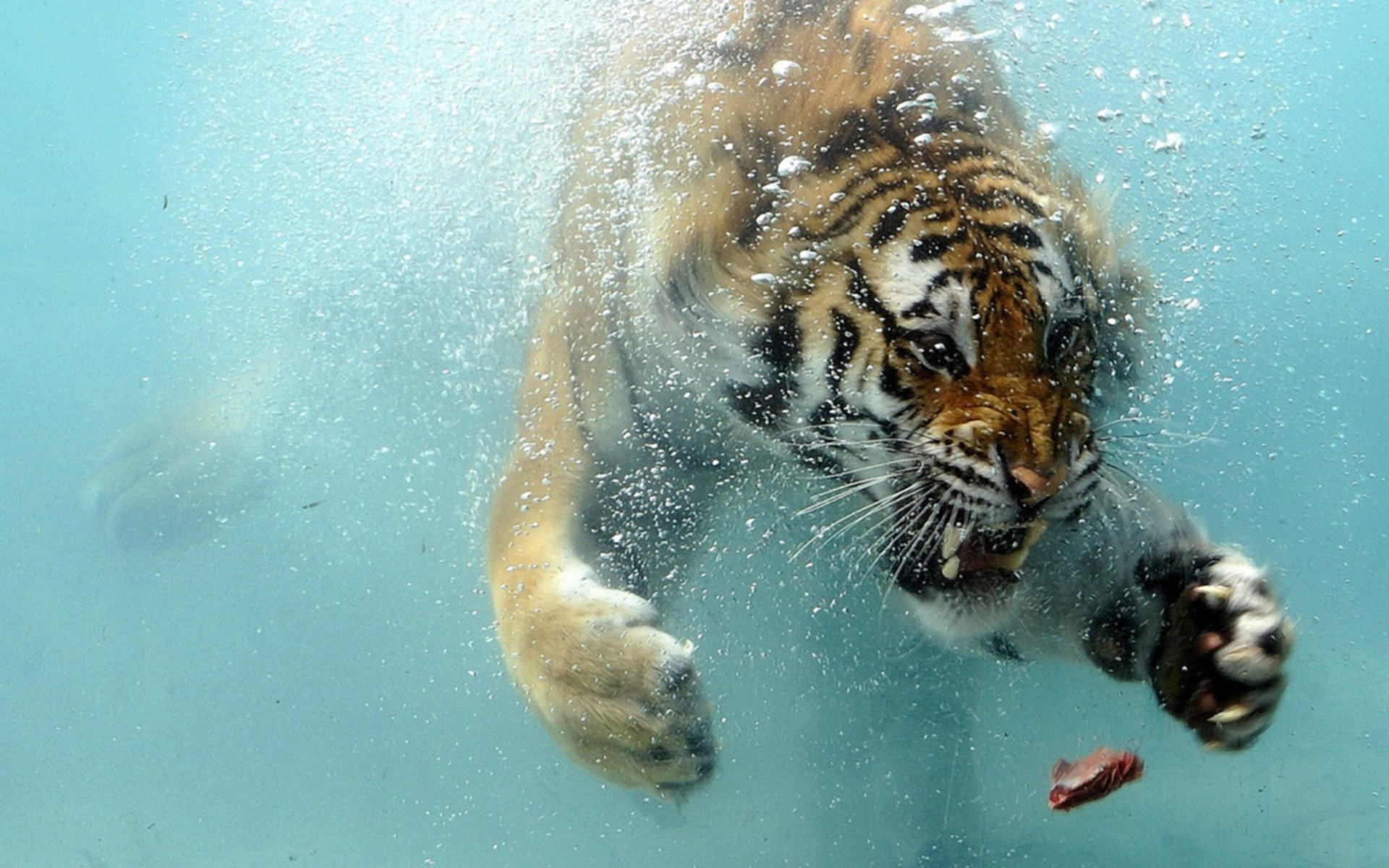 situation tiger tiger wasser fleisch schwimmt