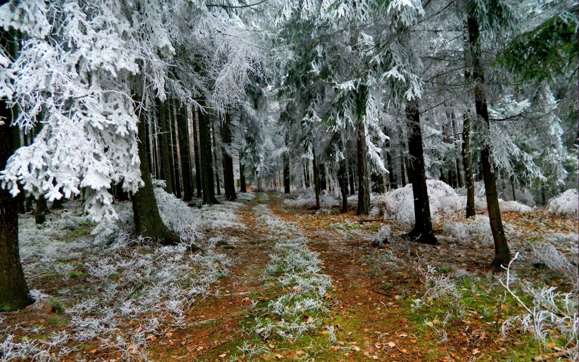 winter trees forest trail frost