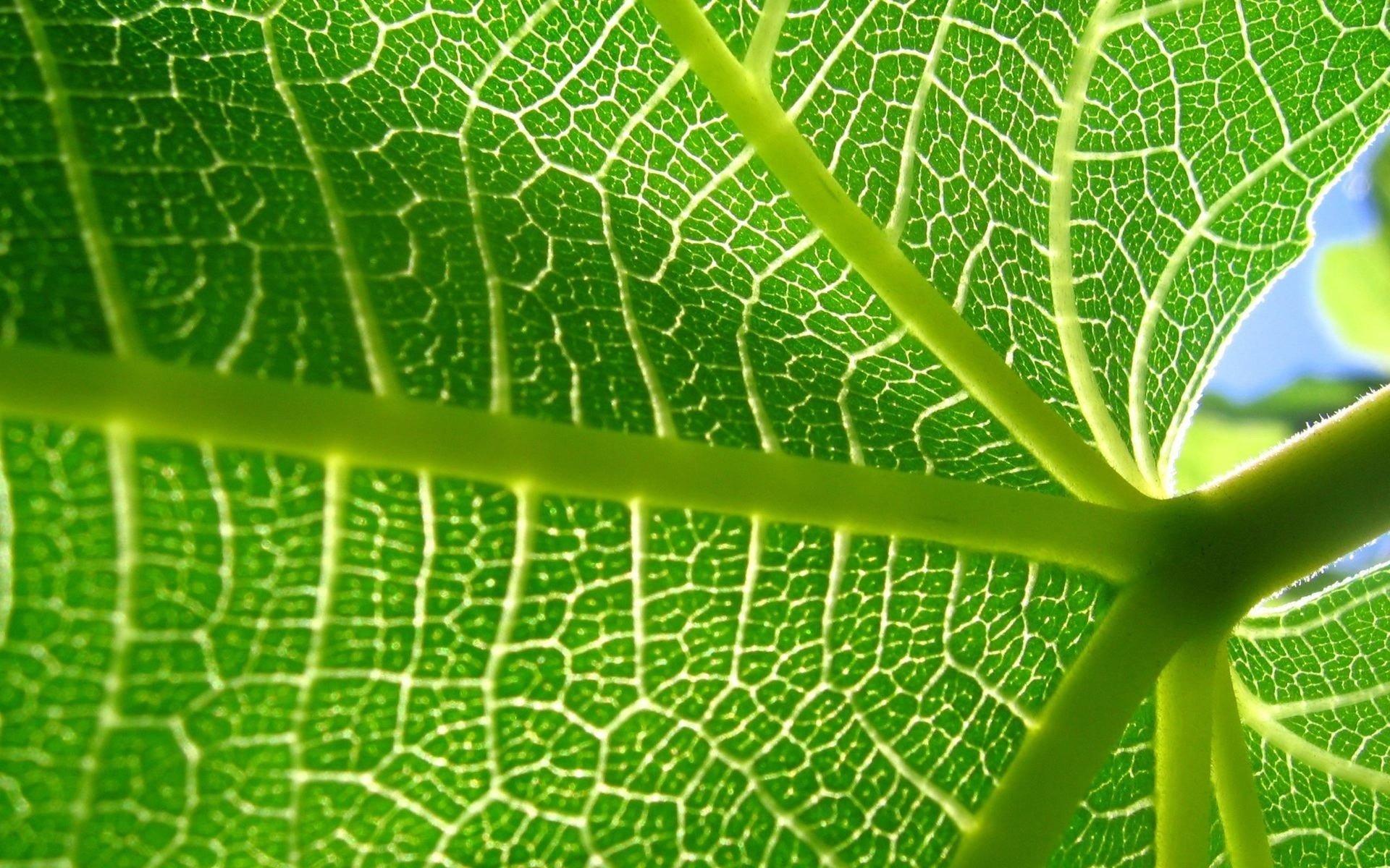 feuille macro vert