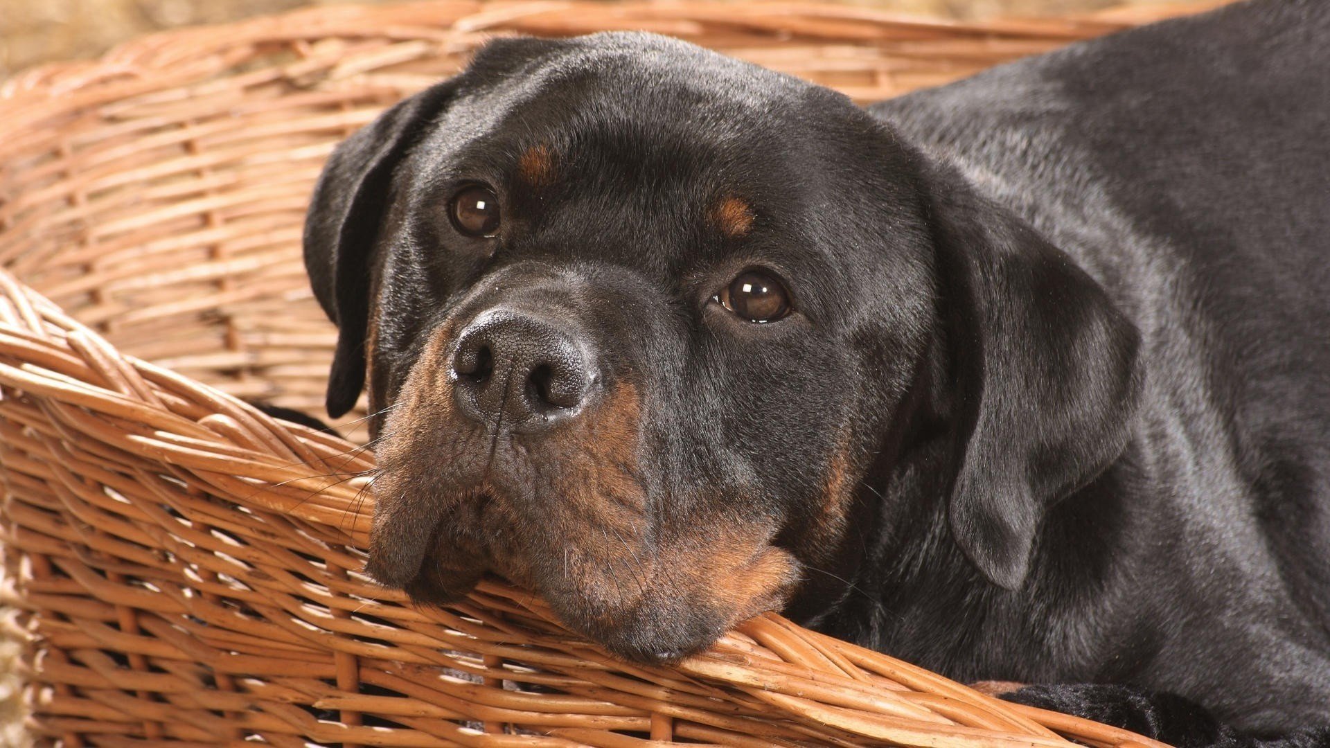 rottweiler chien chien