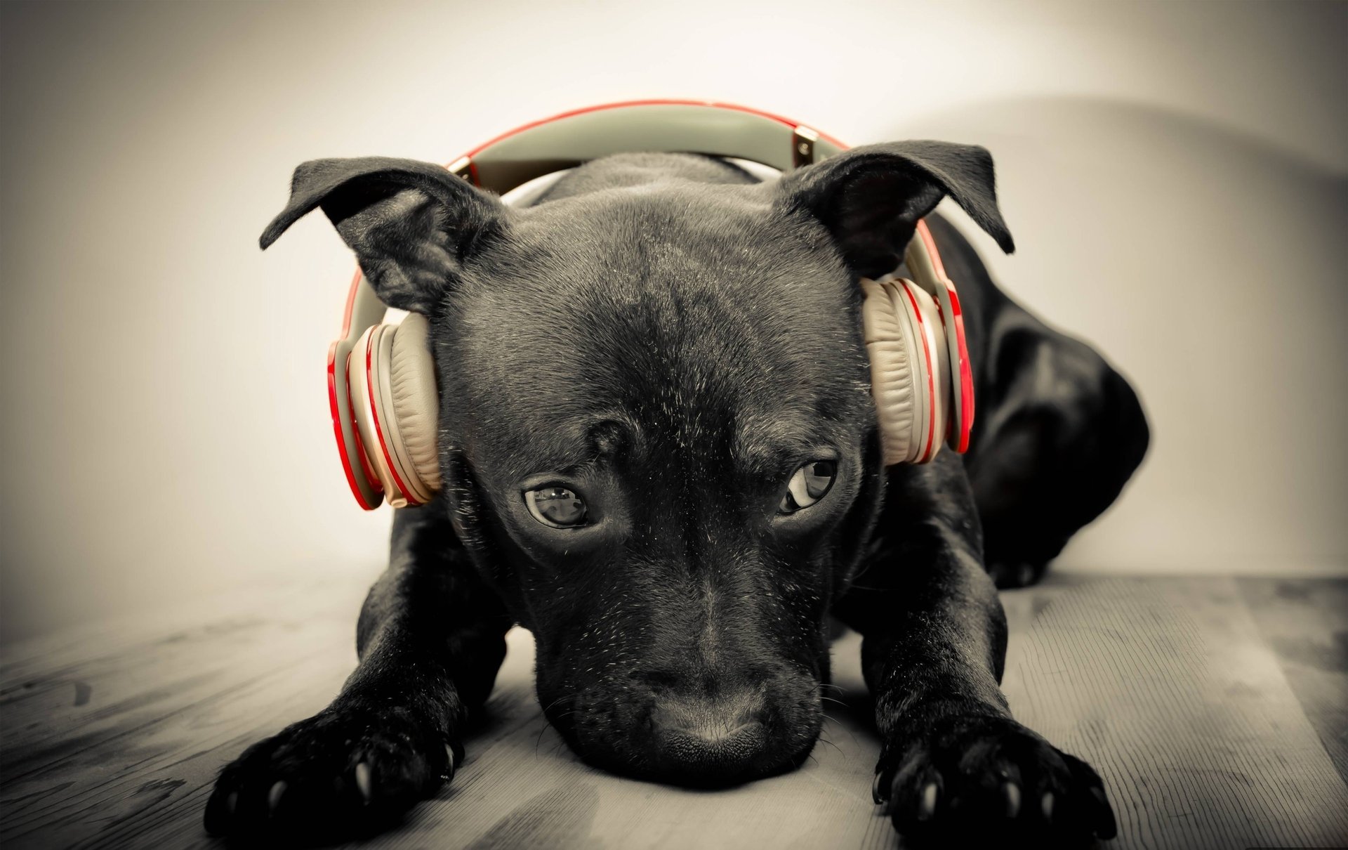 perro música hocico fondo de pantalla auriculares wallpaper