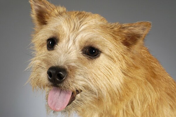 Retrato de un perro de una hermosa pelirroja