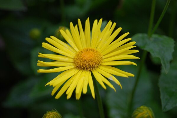 A lonely yellow flower in a dark forest