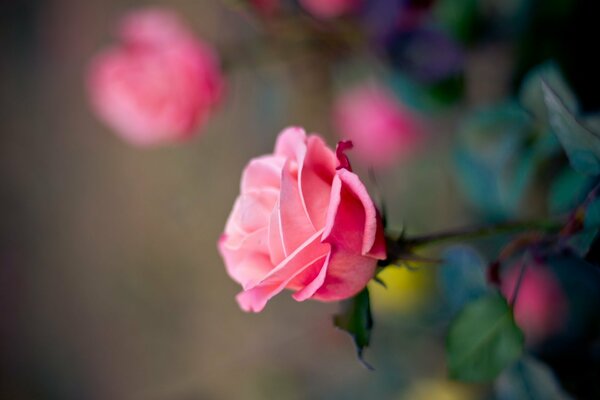 Bocciolo di rosa su sfondo sfocato