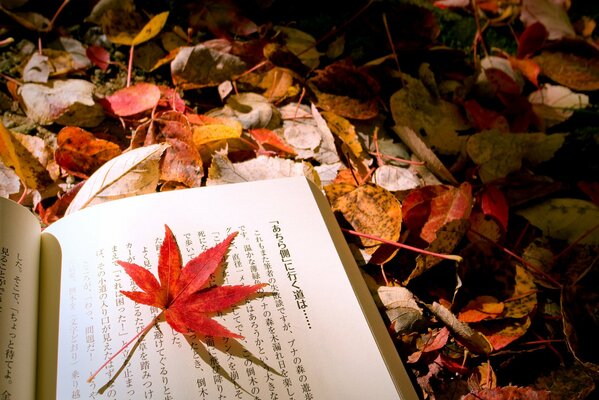 What could be better than a book on an autumn evening