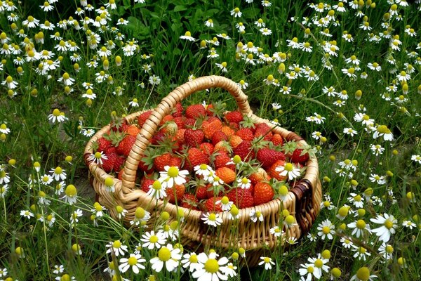 Panier de fraises dans le champ. Champ de camomille