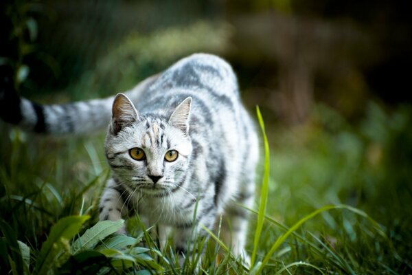 A striped cat is standing in the grass