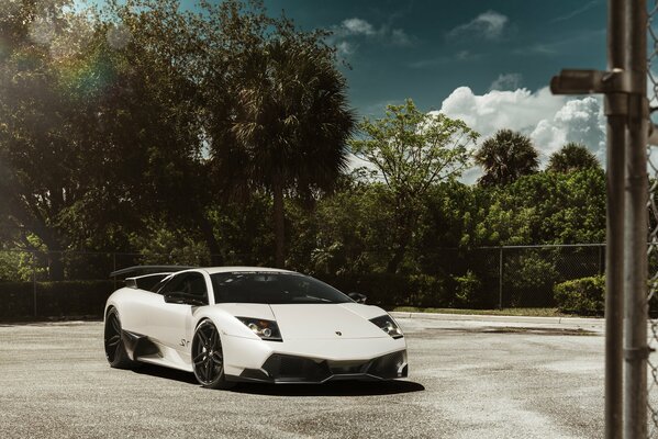 White lamborghini murcielago. Lamborghini on the background of trees