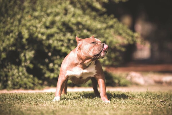 A brutal dog on a green lawn