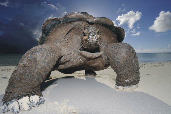 Beach. White sand. Tortoise tortilla