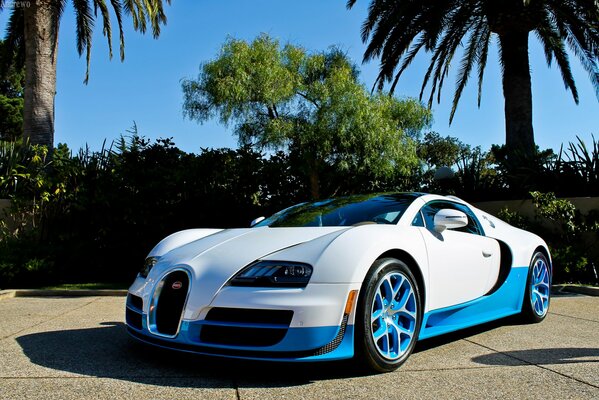 Tapeta z bugatti veyron na tle palm