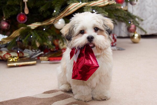 Chien meilleur cadeau pour le nouvel an