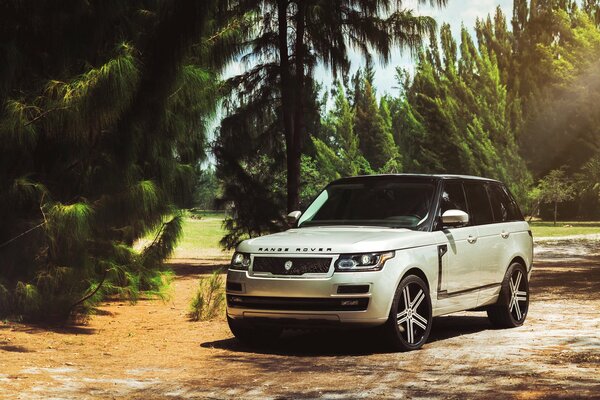 Range Rover SUV im Regenwald