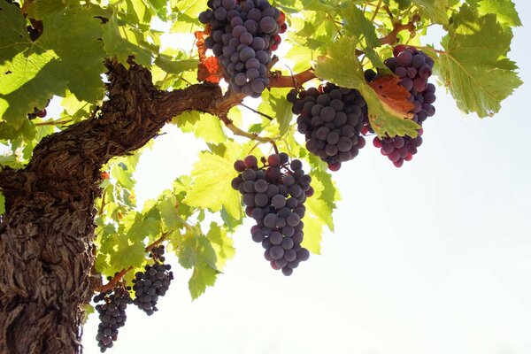 A bunch of grapes on a branch