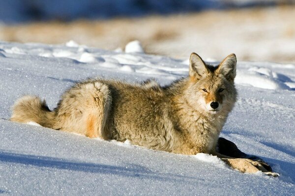 Coyote descansar en espacios nevados