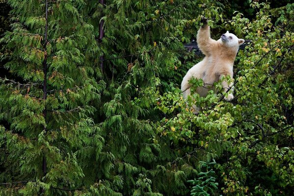 Eisbär im Wald am Baum