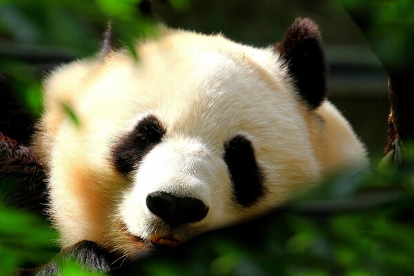 In der Welt der Tiere. Panda im Laub