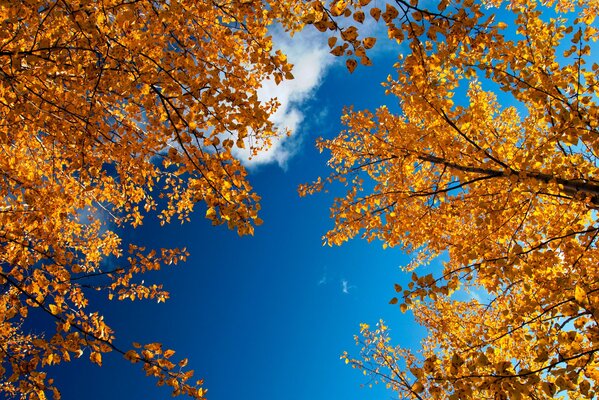 Golden autumn foliage branches