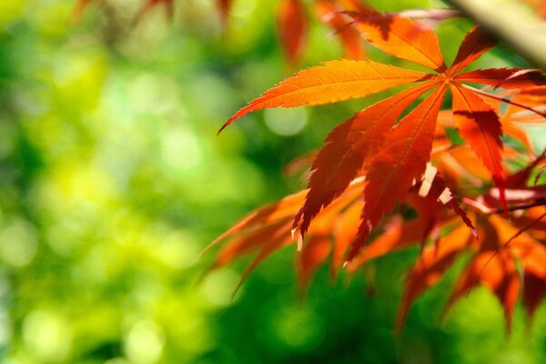 Branche à feuilles rouges