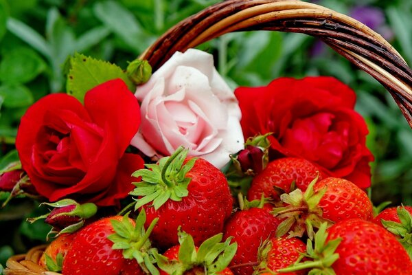 Les fraises parfumées dans le panier et les roses fraîches sont superbes