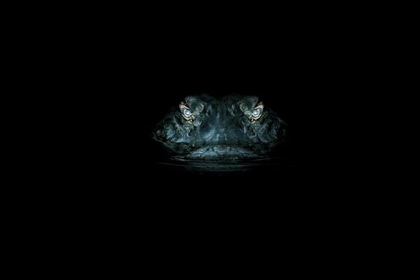 Yeux de crocodile dans la nuit pendant la chasse